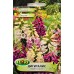 Дигиталис (Напръстник) Микс Digitalis purpurea – Саксийни и градински цветя