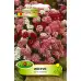 Иберис микс Iberis umbellata