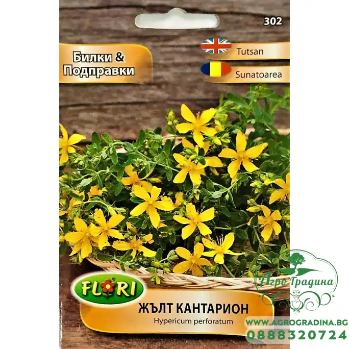 Жълт Кантарион - Hypericum perforatum Жълт Кантарион - Hypericum perforatum