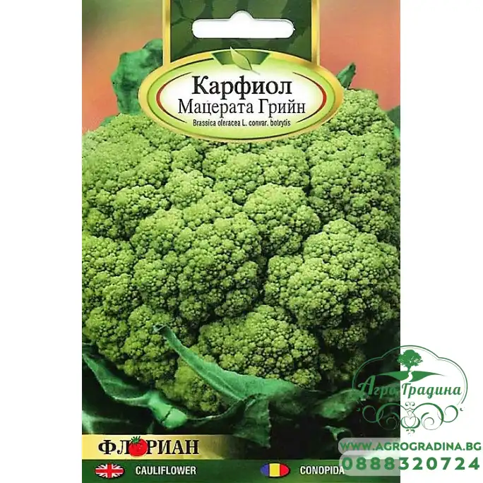 Карфиол Мацерата Грийн