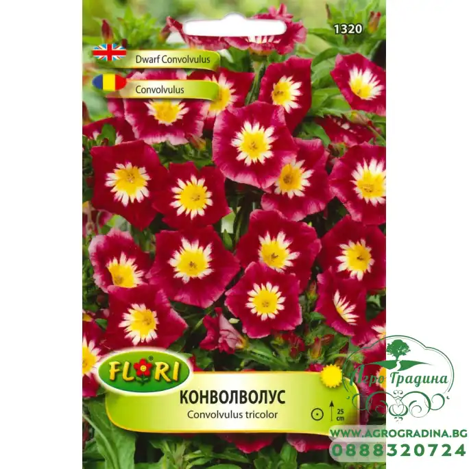 Конволволус (Поветица)