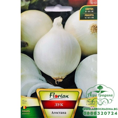 Бял лук Агостана