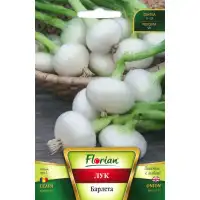 Лук Барлета