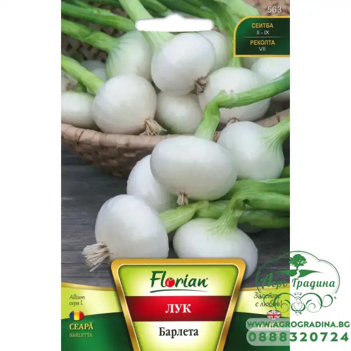 Лук Барлета