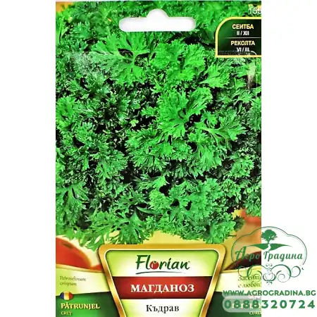 Магданоз - Къдрав