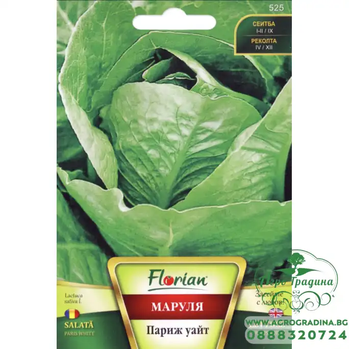 Маруля Париж Уайт (светло зелена) Маруля Париж Уайт (светло зелена)