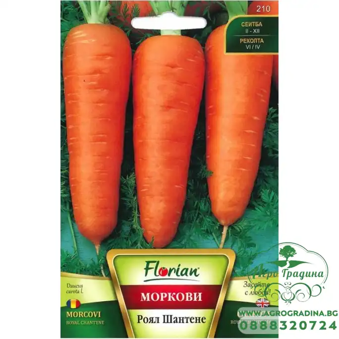 Моркови Роял Шантене