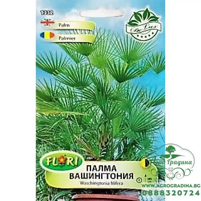 Палма Вашингтония Washingtonia filifera