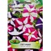 Петуния Звезда микс / Petunia x hybrida