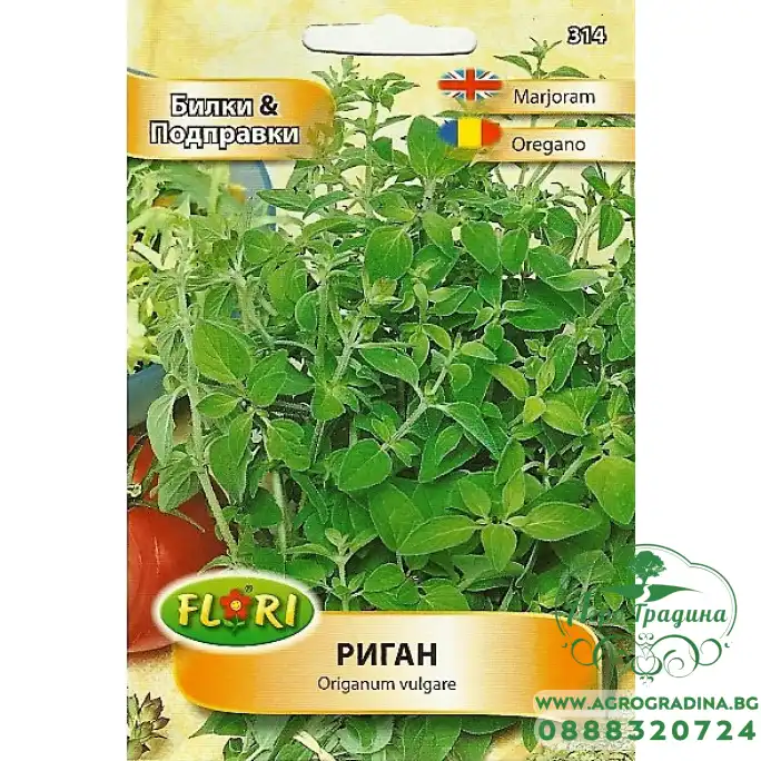 Риган Оriganum vulgare