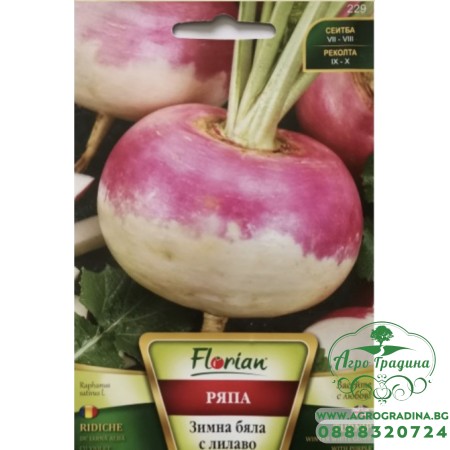 Ряпа зимна Бяла с Лилаво