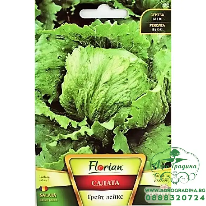 Салата Грейт Лейкс (тип айсберг) Салата Грейт Лейкс (тип айсберг)