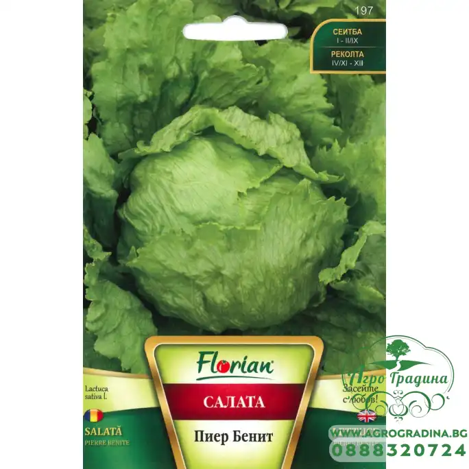 Салата Пиер Бенит (тип айсберг)