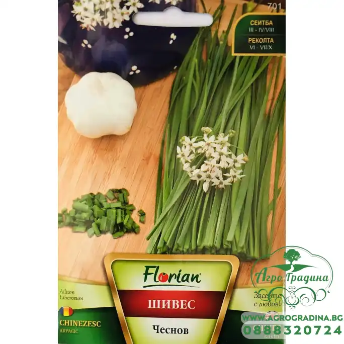 Шивес чеснов