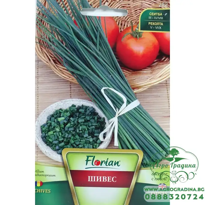 Шивес - лук