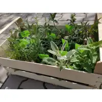 Комплект подправки за всеки градинар с табелки - 12 бр. билки