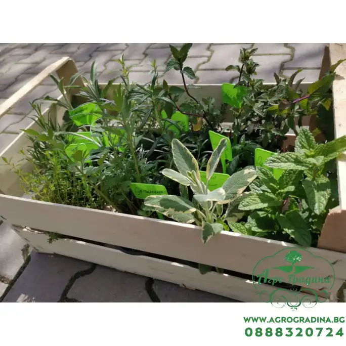 Комплект подправки за всеки градинар с табелки - 12 бр. билки Комплект подправки за всеки градинар с табелки - 12 бр. билки