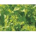 Мрежа за краставици и други катерливи растения 