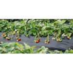 Фолио за предпазване (мулчиране) на почвата с сребърно-черен филм 1,2х20м.