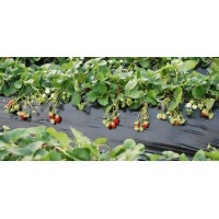 Фолио за предпазване (мулчиране) на почвата с сребърно-черен филм 1,2х20м.