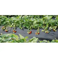 Фолио за предпазване (мулчиране) на почвата с сребърно-черен филм 1,2х20м.