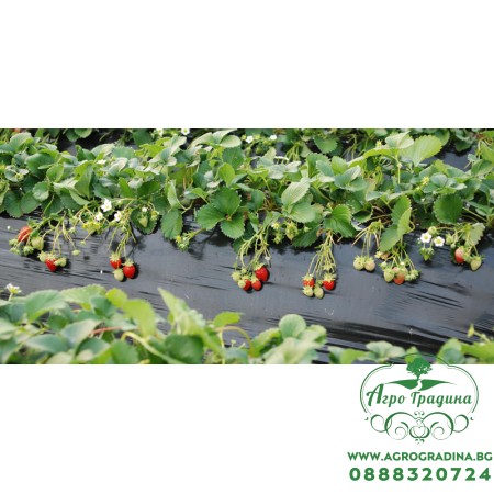 Фолио за предпазване (мулчиране) на почвата с сребърно-черен филм 1.2х5м.