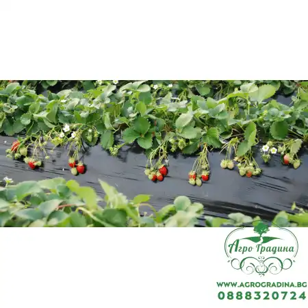 Фолио за предпазване (мулчиране) на почвата с сребърно-черен филм 1.2х5м.