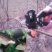 Ножица за ашладисване с 3-накрайника + ПОДАРЪК (ОВОЩАРСКА ЗАМАЗКА) – Уреди за привързване и ашладисване