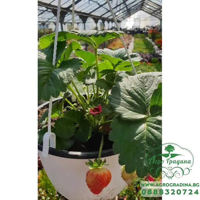 Саксийна Ягода във висяща саксия с кука (с плодове или цвят) Саксийна Ягода във висяща саксия с кука (с плодове или цвят)