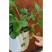 Саксийна Ягода във висяща саксия с кука (с плодове или цвят) – Разсад