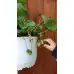 Саксийна Ягода във висяща саксия с кука (с плодове или цвят) – Разсад