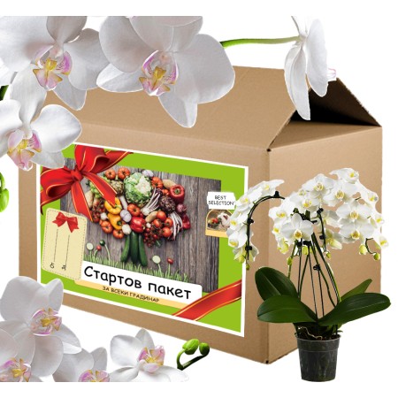 Стартов пакет за моята Любима Орхидея 
