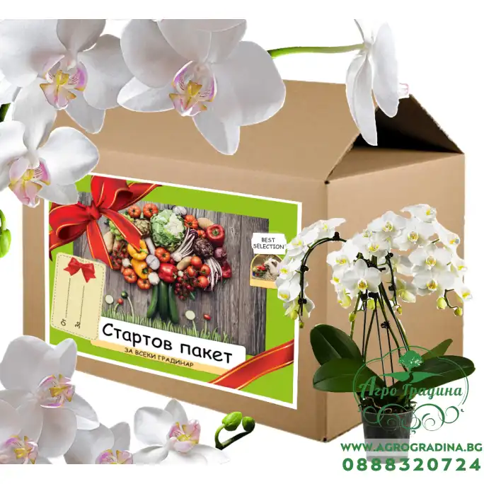 Стартов пакет за моята Любима Орхидея