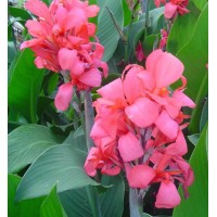 Кана Crimson Beauty - 1 бр луковицa