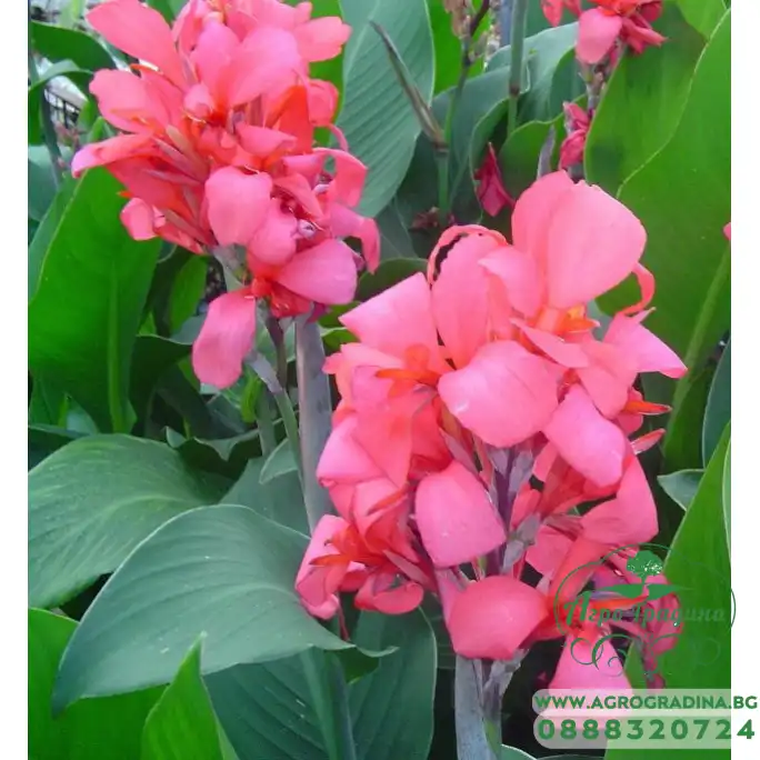 Кана Crimson Beauty - 1 бр луковицa