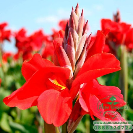 Кана dark Red Dazzler - 1 бр луковицa