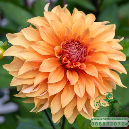 Далия (Гергина) Noordwijks Glorie - 1 бр луковицa