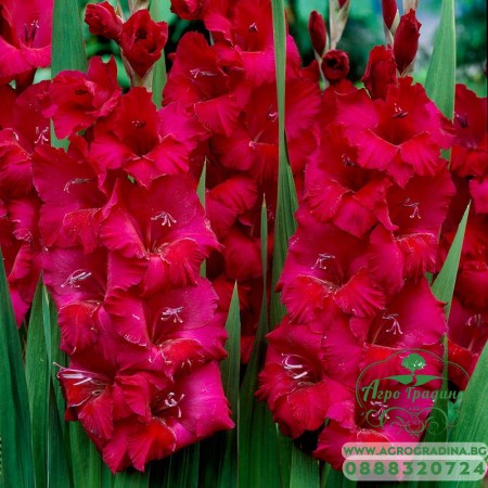 Гладиола Plum Tart - 5 бр луковицa