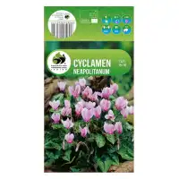 Циклама Cyclamen Neapolitanum - 1 бр луковицa