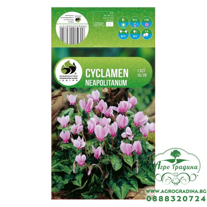 Циклама Cyclamen Neapolitanum - 1 бр луковицa