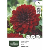 Далия (Гергина) арабска нощ - 1 бр луковицa