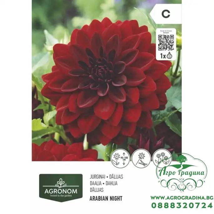 Далия (Гергина) арабска нощ - 1 бр луковицa