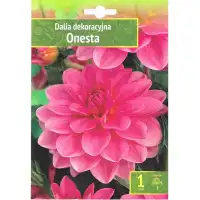 Далия (Гергина) Onesta - 1 бр луковицa