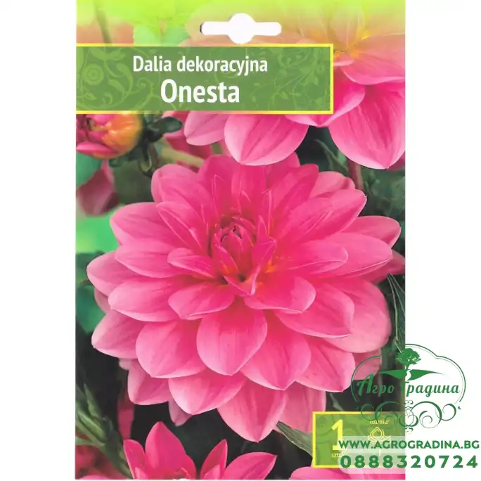 Далия (Гергина) Onesta - 1 бр луковицa