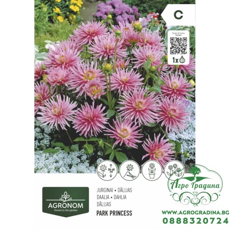 Далия (Гергина) Принцесата - 1 бр луковицa