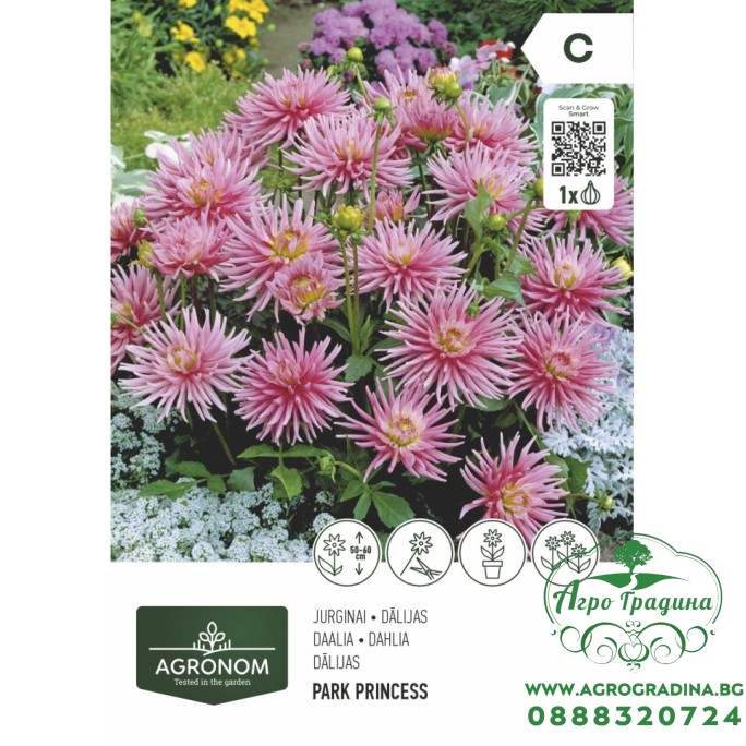 Далия (Гергина) Принцесата - 1 бр луковицa