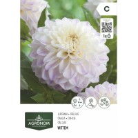 Далия (Гергина) Бяла - 1 бр луковицa