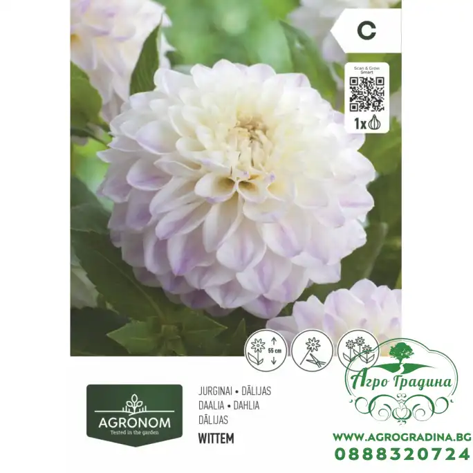 Далия (Гергина) Бяла - 1 бр луковицa