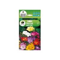 Фрезия Двойна Микс Freesia Double Mix - 10 бр луковици