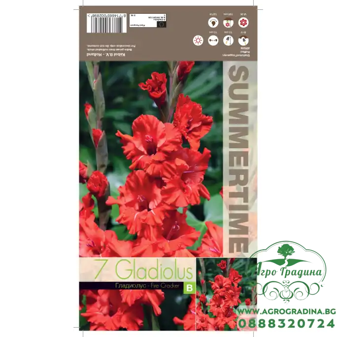 Гладиоли Fire Cracker / Gladiolus L - 7 бр луковици
